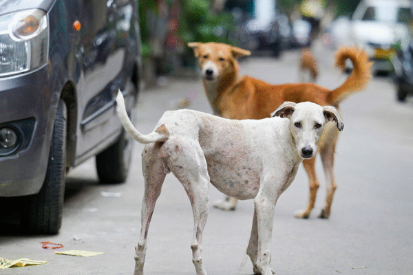 Animal Birth Control Rules 2023